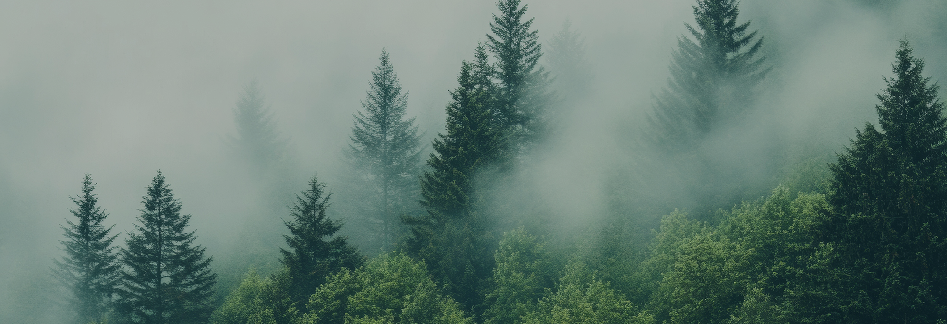 شركة دونغيانغشي مينغهوي للمنسوجات المحدودة